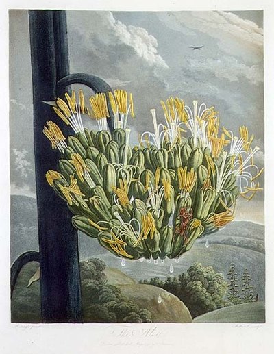 ロバート・ソーントンの「The Temple of Flora」（1798年）より、メドランドが彫刻した「アロエ」。1798年（カラーリトグラフ）。 作： Philip (after) Reinagle