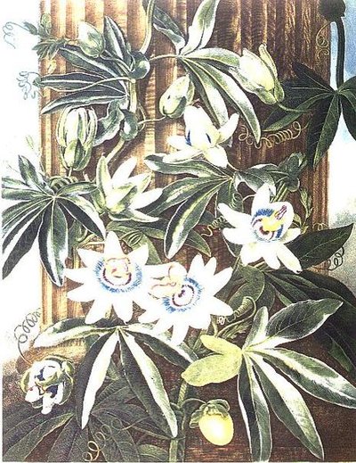 ロバート・ソーントンの「The Temple of Flora」から、コールドウェルが彫刻したブルーパッションフラワー。1800年（彩色済みエングレーヴィング） 作： Philip (after) Reinagle