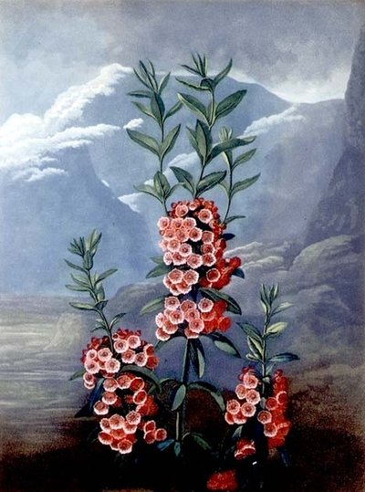 The Narrow-leaved Kalmia or Mountain Laurel（狭葉樹のカルミアまたはマウンテンローレル）、Caldwell（コールドウェル）による彫刻、「The Temple of Flora」、パブより。1804年（着色された彫刻）。 作： Philip (after) Reinagle