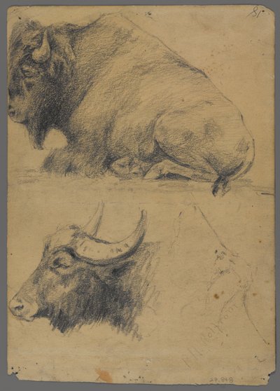 バイソンと水牛の頭（紙に黒鉛） 作： Philip H. Wolfrom