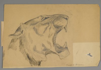 とどろくライオンの頭（紙に黒鉛と木炭） 作： Philip H. Wolfrom