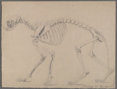猫の骨格（紙に黒鉛） 作： Philip H. Wolfrom