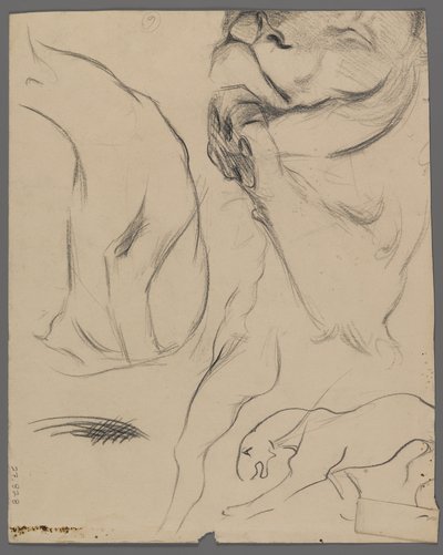 ライオンの研究（紙の上のグラファイト） 作： Philip H. Wolfrom