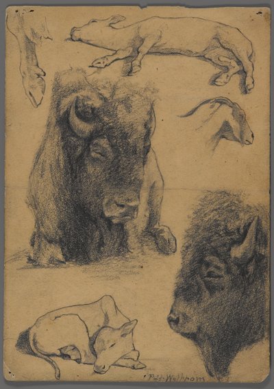 バイソン、子牛、山羊の研究（紙に黒鉛とインク） 作： Philip H. Wolfrom