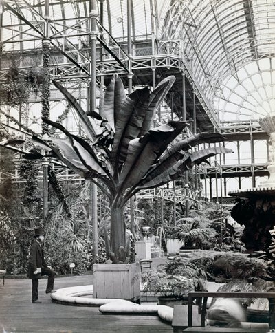 エジプトの部屋の熱帯植物、クリスタルパレス、シデナム、ロンドン、1854 作： Philip Henry Delamotte