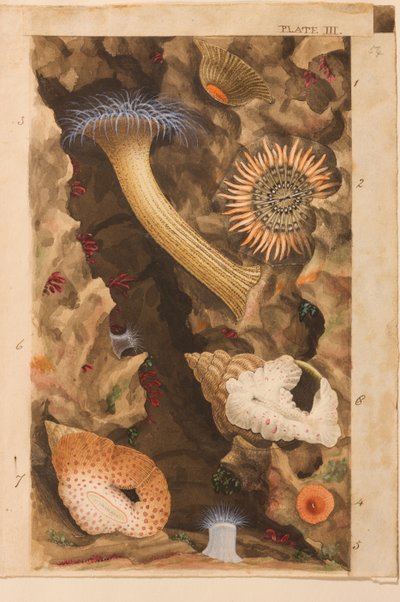 プレートIII、「Actinologia Britannica：英国のイソギンチャクとサンゴの歴史」の研究、c.1858-60（グラファイト、紙と紙とガッシュ） 作： Philip Henry Gosse