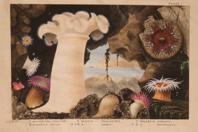 プレートI、「Actinologia Britannica：英国のイソギンチャクとサンゴの歴史」、c.1858-60（黒鉛、紙と紙とガッシュ） 作： Philip Henry Gosse