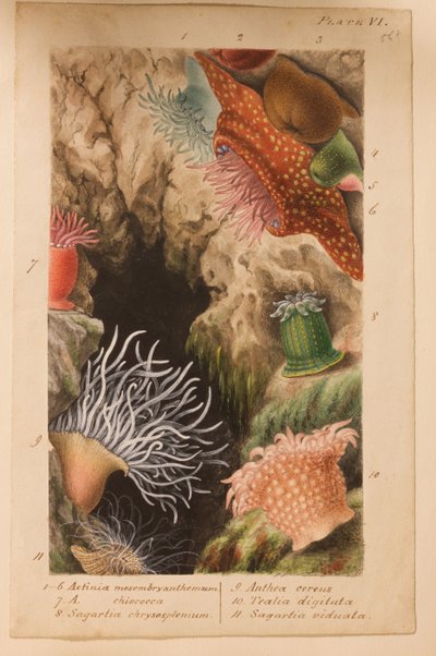 プレートVI、「Actinologia Britannica：英国のイソギンチャクとサンゴの歴史」の研究、c.1858-60（グラファイト、紙と紙とガッシュ） 作： Philip Henry Gosse