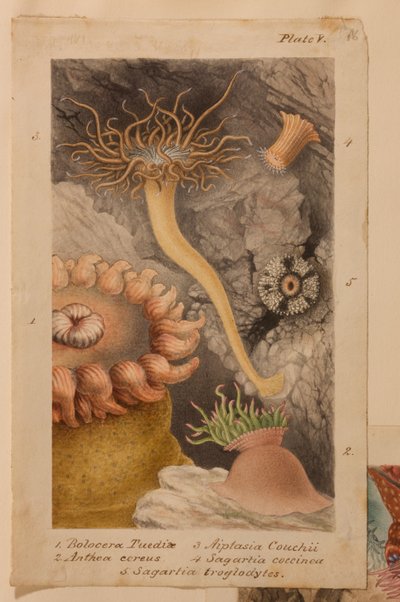 プレートV、「Actinologia Britannica：英国のイソギンチャクとサンゴの歴史」の研究、c.1858-60（グラファイト、紙と紙とガッシュ） 作： Philip Henry Gosse