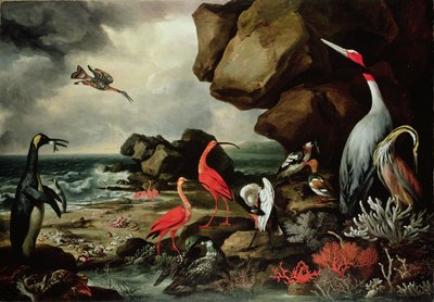 ペンギン、フラミンゴのペア、および他のエキゾチックな鳥、貝殻、海岸線のサンゴ 作： Philip Reinagle