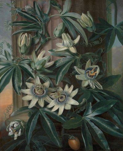 The Blue Passion Flower, for Robert John Thornton’s Temple of Flora (London, 1799–1812)   1433201   ja       japanese Successfully Translated  Original: Landscapes-Abstract: Desert morning glow 1 Translat: Landscapes-Abstract: Desert morning glow 1 1448160 作： Philip Reinagle