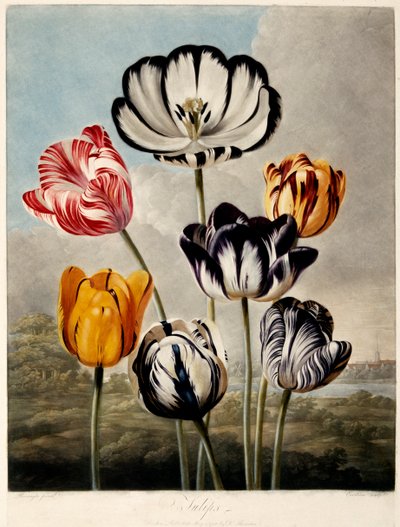 「チューリップ」、1798年。 作： Philip Reinagle