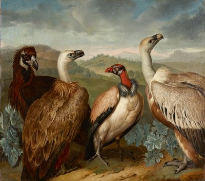 異なる種の 4 つのハゲワシ 作： Philipp Ferdinand de Hamilton