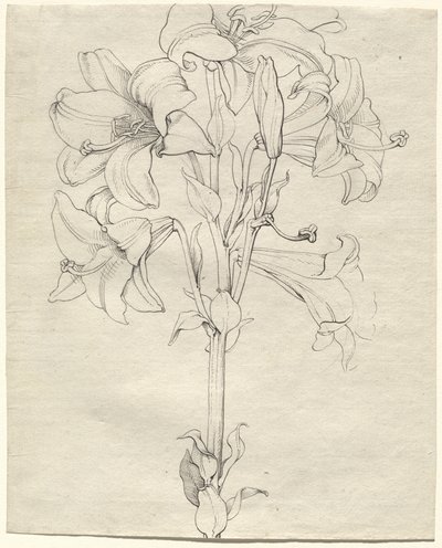 六つ咲きの百合の茎 作： Philipp Otto Runge