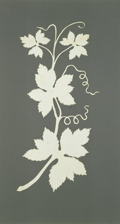 ホップ植物（紙にコラージュ） 作： Philipp Otto Runge