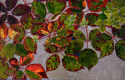 バラの真菌Phragmidium Violaceum、1907-09（グラビア）に襲われたRubus Fruticosus 作： Philippe Robert