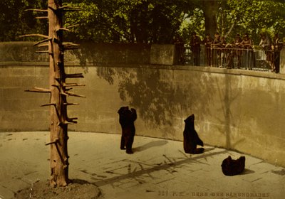 ベルン熊の穴 作： Photochrom Zürich