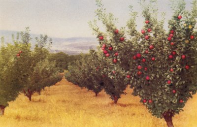 アップルオーチャード（カラー写真） 作： Photographer Australian