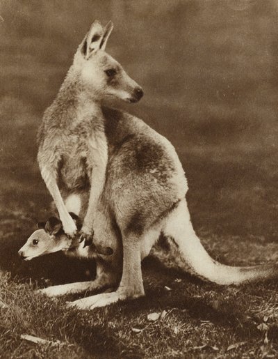 母親の袋から顔を出すカンガルーの赤ちゃん（オーストラリア）（モノクロ写真 作： Photographer Australian