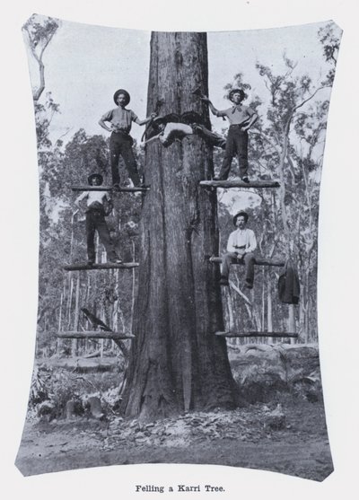 カリーの木の伐採（モノクロ写真 作： Photographer Australian