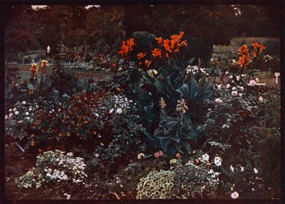 植物園の花壇、シドニー、ニューサウスウェールズ州、オーストラリア（カラー写真） 作： Photographer Australian