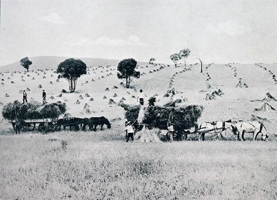 ニュー・サウス・ウェールズ州の収穫風景（1900年頃）「Under the Southern Cross - Glimpses of Australia（南十字星の下で-オーストラリアを垣間見る）」（メルボルンの外務省発行）より 作： Photographer Australian