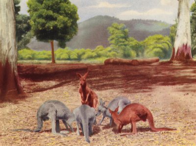 カンガルー（カラー写真） 作： Photographer Australian