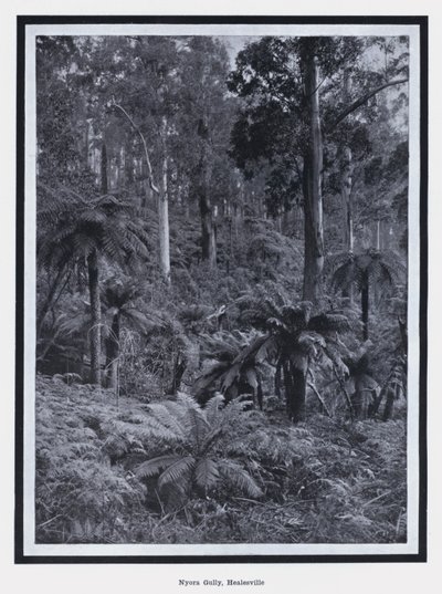 HealesvilleのNyora Gully (白黒写真) 作： Photographer Australian