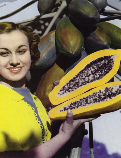 オーストラリア・クイーンズランド州The Paw Paw（写真 作： Photographer Australian
