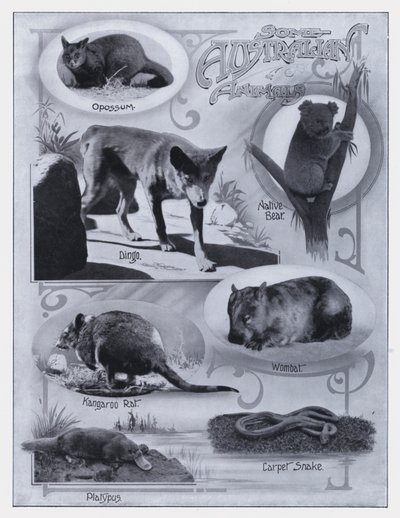 オーストラリアの動物たち（モノクロ写真 作： Photographer Australian