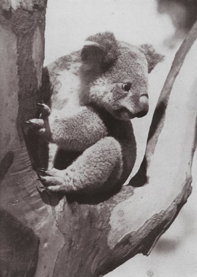 ユニークなコアラやネイティブベア（モノクロ写真 作： Photographer Australian