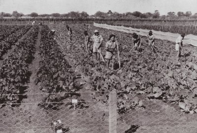 大陸横断道路周辺の砂漠地帯で、ボアウォーターを使って栽培された野菜（モノクロ写真 作： Photographer Australian