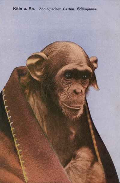 ケルン動物園、チンパンジー（写真 作： Photographer German