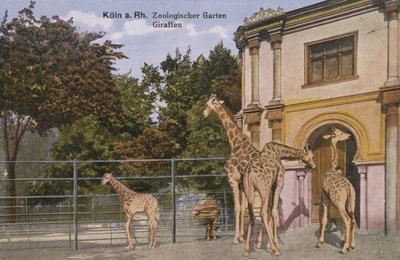 ケルン動物園、キリン（写真 作： Photographer German