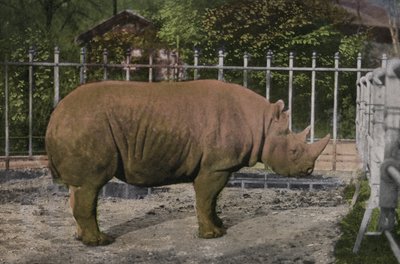 ケルン動物園 犀（写真 作： Photographer German