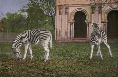 ケルン動物園 シマウマ（写真 作： Photographer German