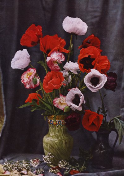 ポピーの花瓶（カラー写真 作： Photographer German