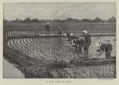日本の田んぼ（モノクロ写真 作： Photographer Japanese