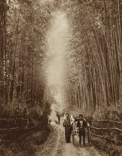 日本の竹林（モノクロ写真 作： Photographer Japanese