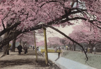 日本、1912年頃。東京近郊、小金井の桜（写真 作： Photographer Japanese
