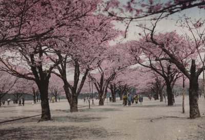 日本、1912年頃。東京・上野公園の桜（写真 作： Photographer Japanese
