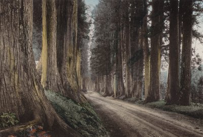 日本、1912年頃。日光・杉並木道（写真 作： Photographer Japanese