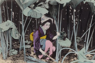 日本、1912年頃。秋田の山菜、巨大なボグルバーブ（写真 作： Photographer Japanese