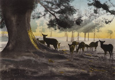日本、1912年頃。春日大社の境内には鹿が放し飼いにされている（写真提供：奈良県 作： Photographer Japanese