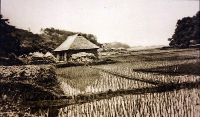 日本の田んぼ 作： Photographer Japanese