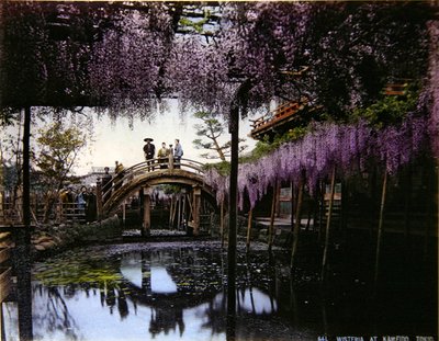 亀戸の庭の藤（1900年頃）（カラー写真 作： Photographer Japanese