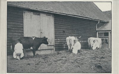 乳牛、1910 作： Pictorial Agency