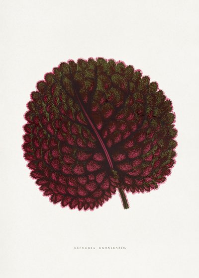  作： PictufyLes Plantes a Feuillage Colore
