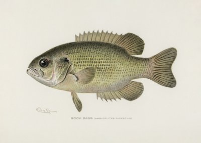 ロックバス（Ambloplites rupestris） シャーマン・F・デントン（1856–1937）作 作： Pictufy