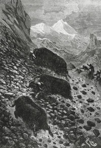 エドワード・リウ（1833-1900）の木版画「麝香の牛」。 作： Blaise Nicolas Le Sueur